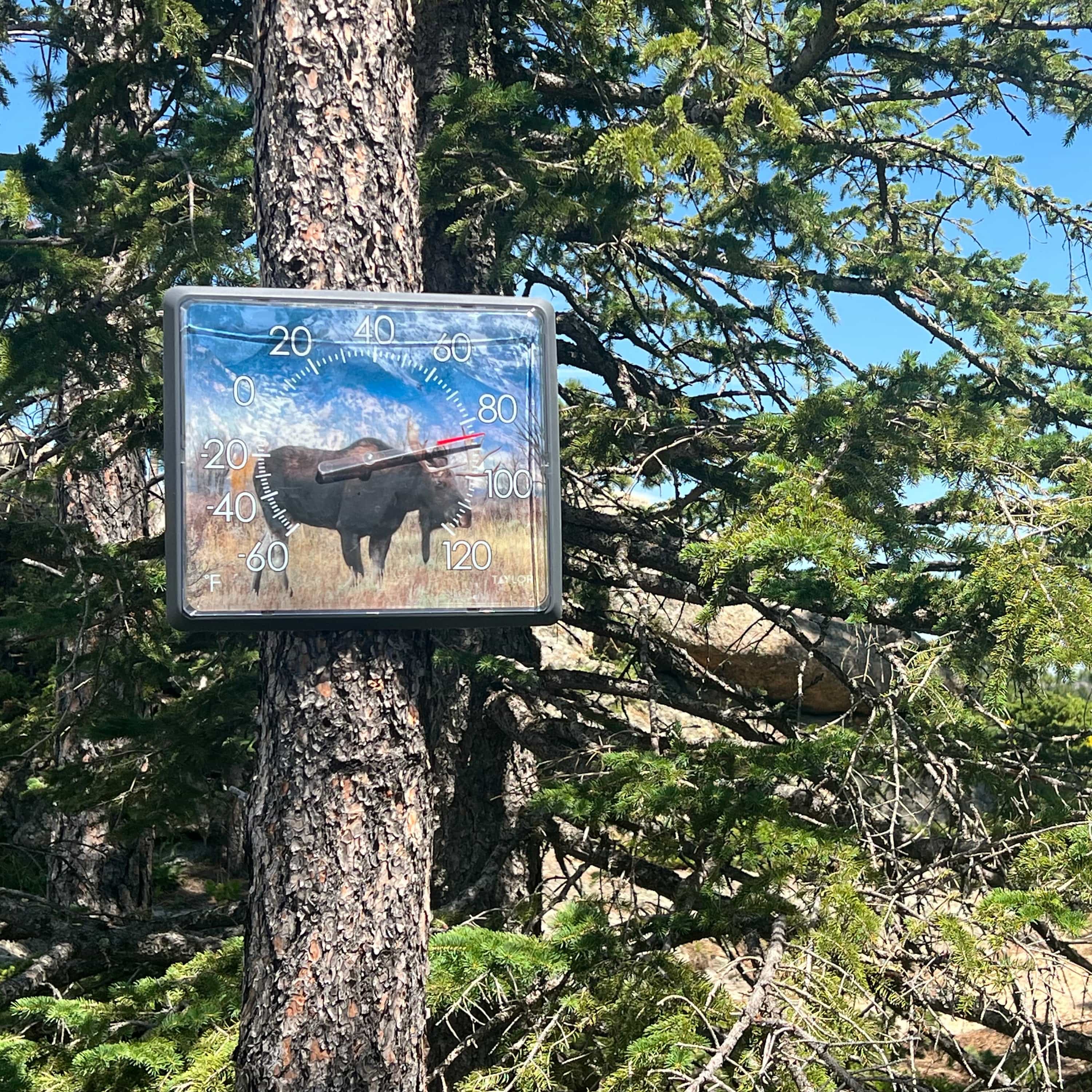 12" X 14" Dial Moose Thermometer, Nature Series